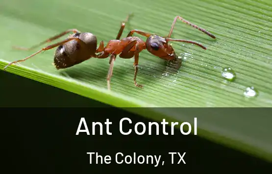  Ant Control The Colony, TX