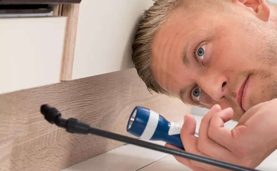 Top-Notch Pest Control in The Colony