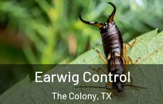  Earwig Control The Colony, TX