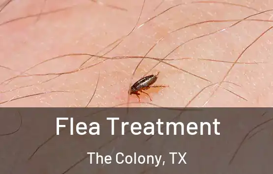  Flea Treatment The Colony, TX