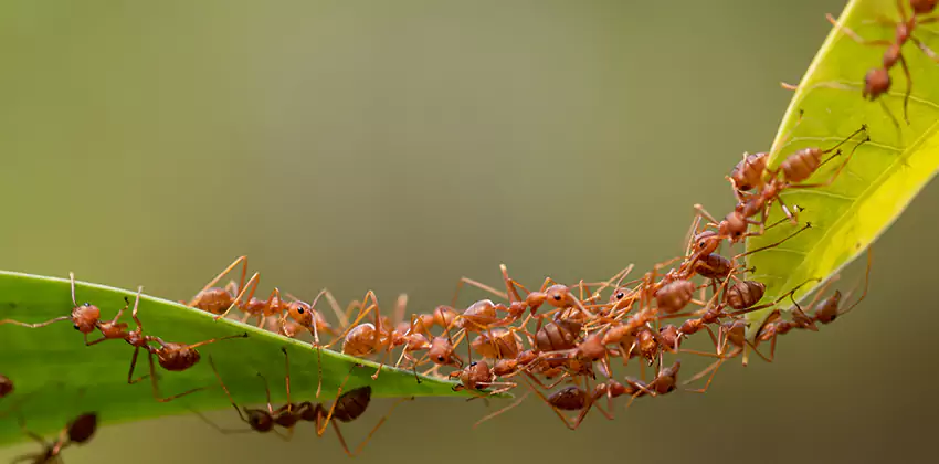ant-control in The Colony, TX