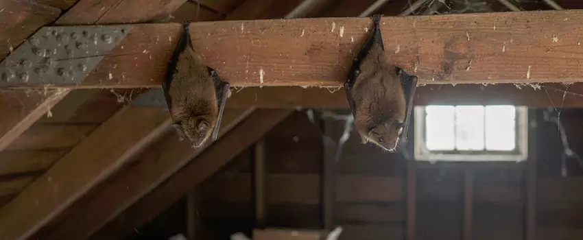 bat-exterminator in The Colony, TX