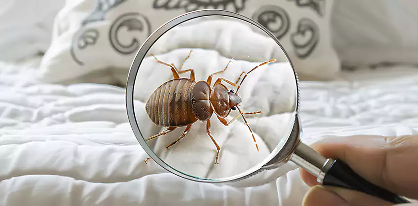 bed-bug-pest-control in The Colony, TX