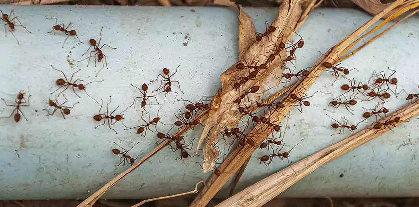 Fire Ant Extermination in Yards, Parks, and Outdoor Spaces The Colony, TX