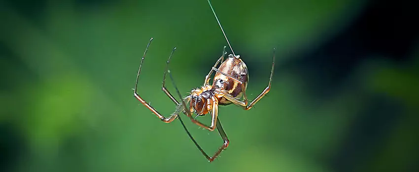 Spider and Mosquito Control Solutions The Colony, TX