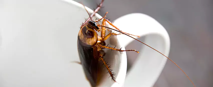 cockroach-treatment in The Colony, TX