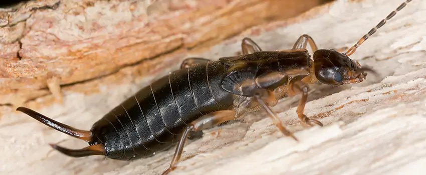 earwig-control in The Colony, TX