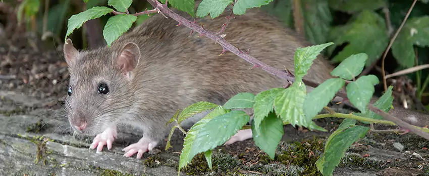 mice-control in The Colony, TX
