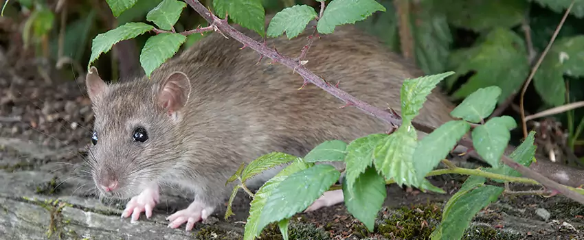 mouse-control in The Colony, TX