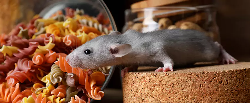 mouse-exterminator in The Colony, TX