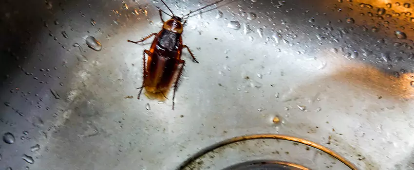 roach-control in The Colony, TX