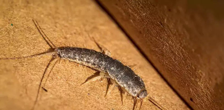 silverfish-control in The Colony, TX