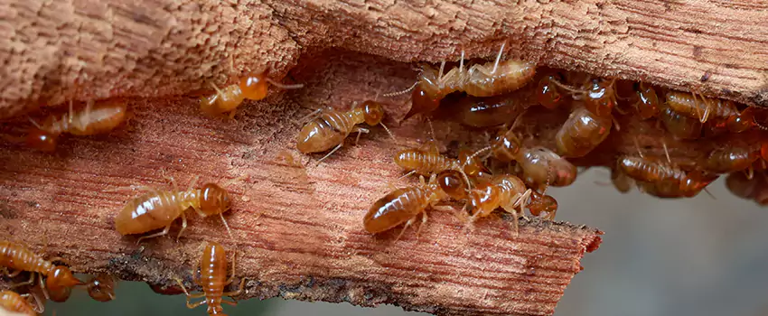 termite-treatment in The Colony, TX