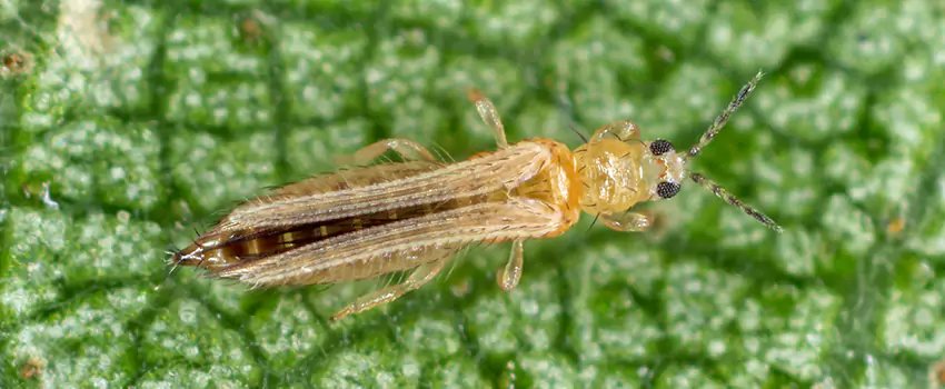 thrips-treatment in The Colony, TX