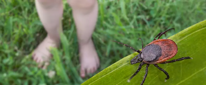tick-treatment-for-yard in The Colony, TX