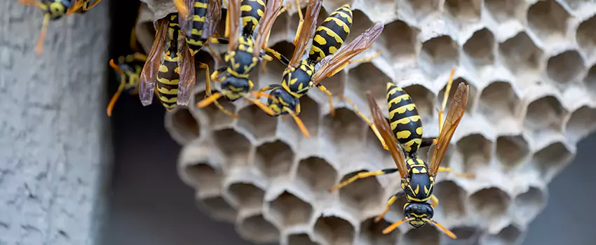 wasp-pest-control in The Colony, TX