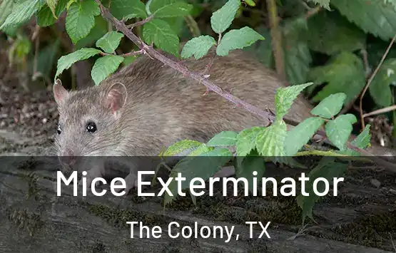  Mice Exterminator The Colony, TX