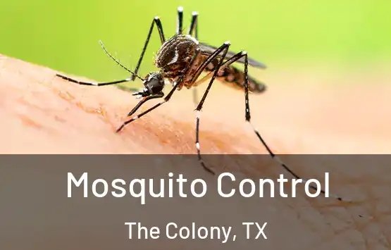  Mosquito Control The Colony, TX