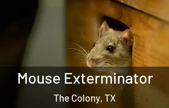  Mouse Exterminator The Colony, TX