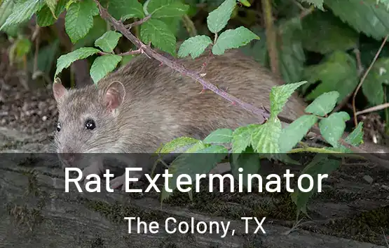  Rat Exterminator The Colony, TX