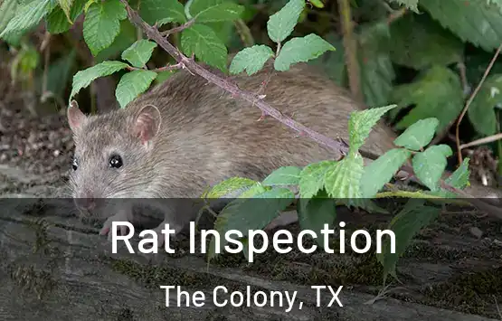  Rat Inspection The Colony, TX
