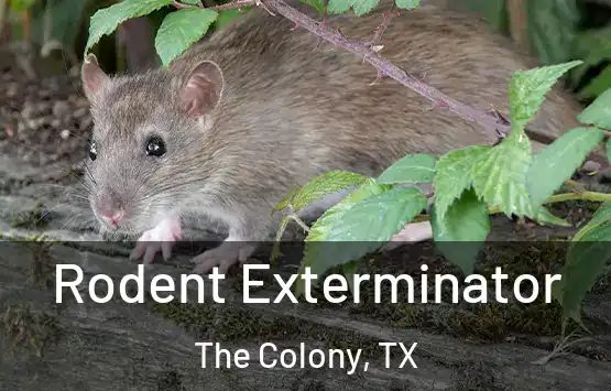  Rodent Exterminator The Colony, TX