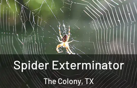  Spider Exterminator The Colony, TX