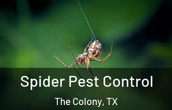  Spider Pest Control The Colony, TX