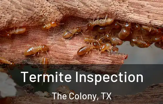  Termite Inspection The Colony, TX