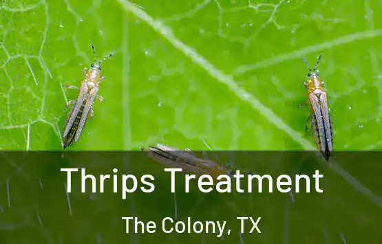  Thrips Treatment The Colony, TX