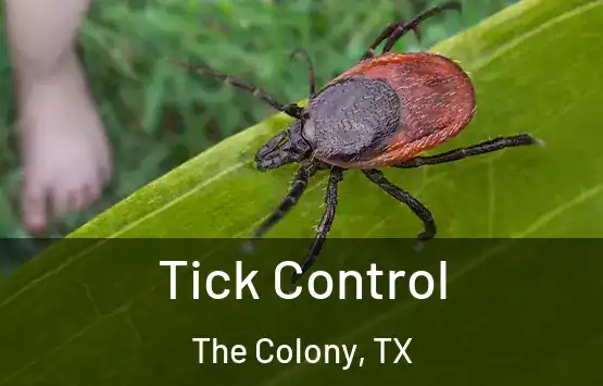  Tick Control The Colony, TX