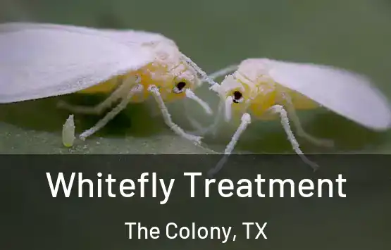  Whitefly Treatment The Colony, TX